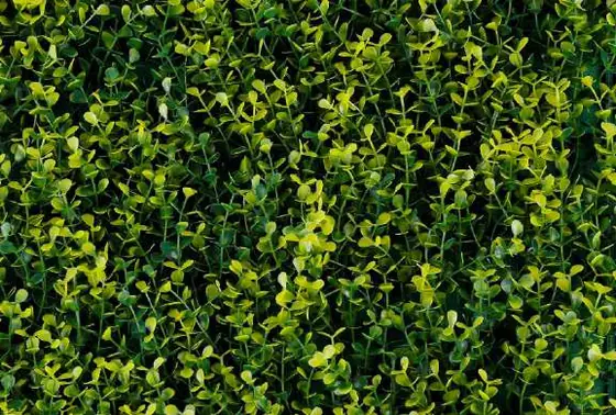 Muro verde Boxus Amarillo