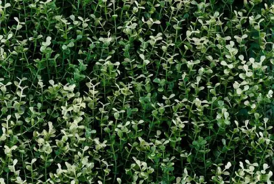 Muro verde Boxus Blanco