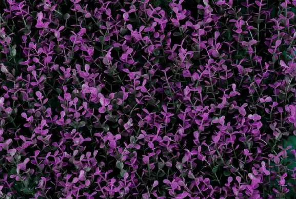 Muro verde Boxus Morado, tono morado