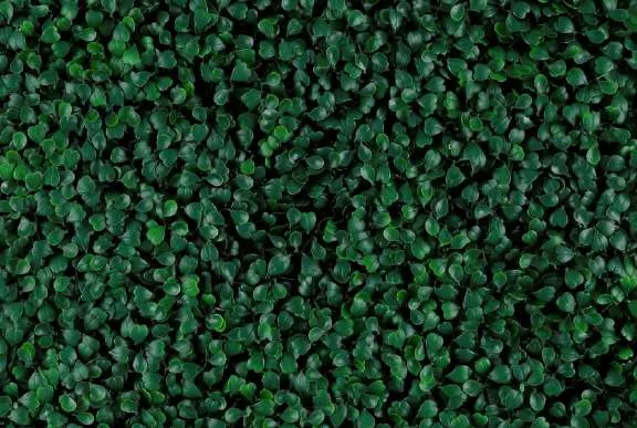 Muro verde Boxus Verde, tono verde oscuro