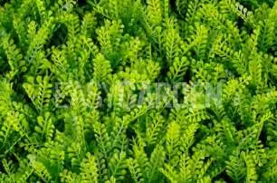 Muro verde Helecho Fern, tono verde