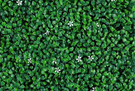 Muro verde Jazmín, tono mixto