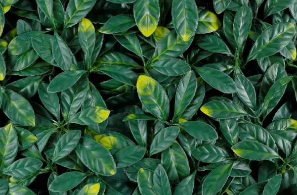 Muro verde Laurel Europeo, tono verde oscuro