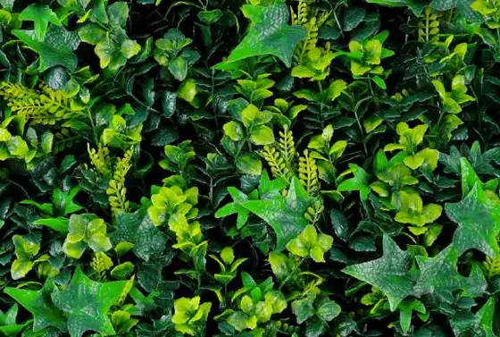 Muro verde Tropical Rainforest