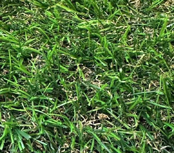Pasto sintético EasySpring